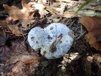 Lactarius indigo image