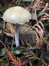 Stropharia ambigua image