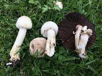 Agaricus xanthodermus image