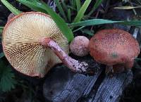 Gymnopilus thiersii image