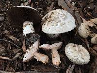 Agaricus bernardii image