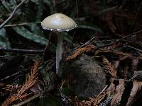 Stropharia ambigua image