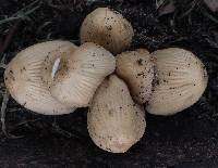 Coprinellus micaceus image