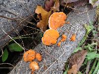 Pycnoporus cinnabarinus image