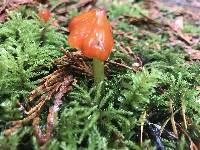 Hygrocybe conica image