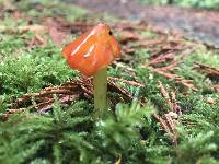 Hygrocybe conica image