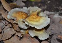 Hypholoma fasciculare image