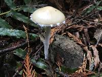 Stropharia ambigua image