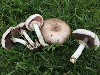 Agaricus xanthodermus image