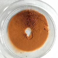 Gymnopilus thiersii image