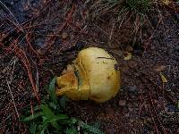 Suillus tomentosus image