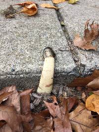 Phallus ravenelii image