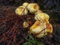 Suillus tomentosus image