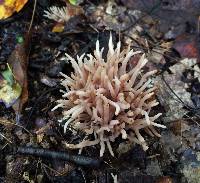 Clavaria fumosa image