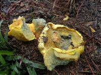 Suillus tomentosus image