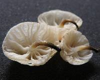 Marasmiellus candidus image