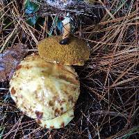 Suillus americanus image