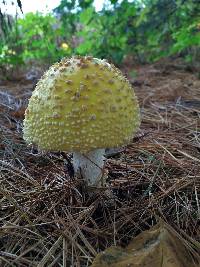 Amanita muscaria var. guessowii image