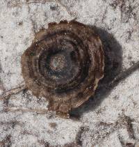 Coltricia cinnamomea image