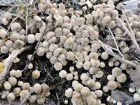 Coprinellus disseminatus image