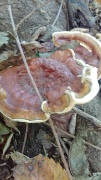 Ganoderma sessile image