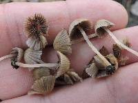 Coprinellus disseminatus image