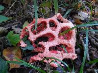 Clathrus ruber image