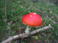 Amanita muscaria image