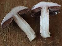 Agaricus fuscovelatus image