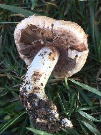 Agaricus fuscovelatus image