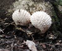 Lycoperdon perlatum image