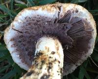 Agaricus fuscovelatus image