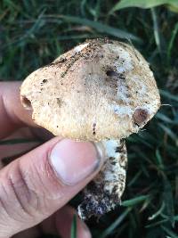 Agaricus fuscovelatus image