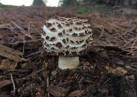 Chlorophyllum brunneum image