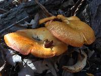 Omphalotus illudens image