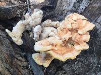 Laetiporus gilbertsonii image