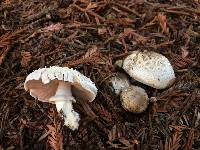 Agaricus californicus image