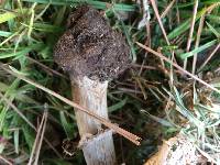 Chlorophyllum brunneum image