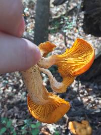 Omphalotus illudens image