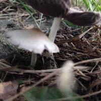 Psathyrella candolleana image