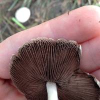 Psathyrella candolleana image