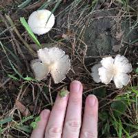 Psathyrella candolleana image