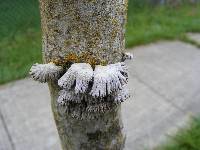 Schizophyllum commune image