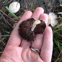 Psathyrella candolleana image