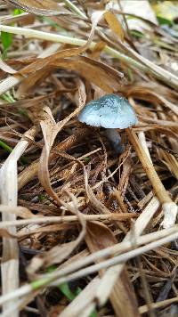 Stropharia aeruginosa image