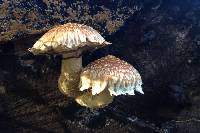 Hemipholiota populnea image