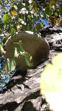 Piptoporus betulinus image