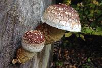 Hemipholiota populnea image