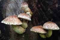 Hemipholiota populnea image