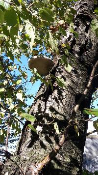 Piptoporus betulinus image